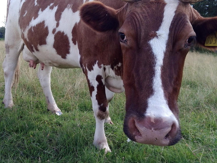 В Марий Эл фермеры не спешили избавиться от больных лейкозом коров