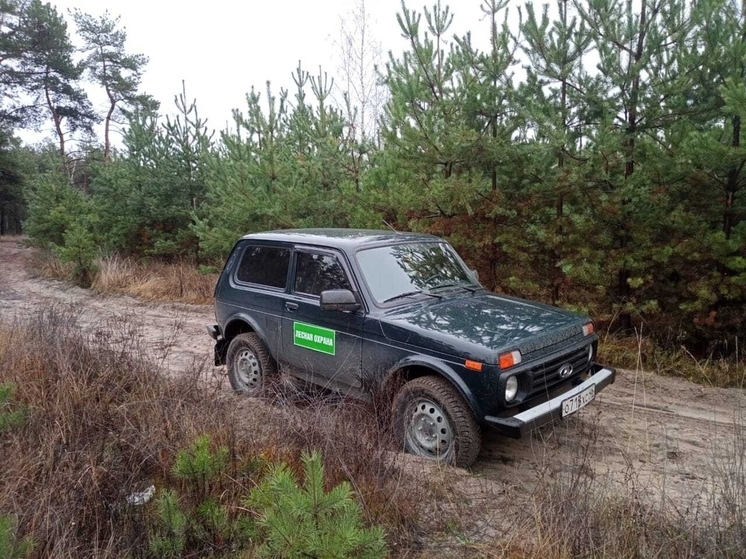 В Курской области усилят патрулирование хвойных лесов перед Новым годом