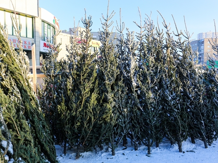 Более 100 ёлочных базаров начнут работу в Новосибирске с 1 декабря: адреса