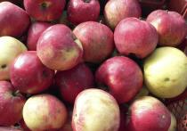 К середине ноября стоимость килограмма лимонов в рознице увеличилась в среднем на 44%  в сравнении с аналогичным периодом 2024 года