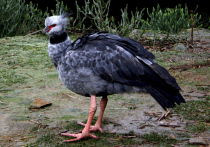 Южно-американские птицы с куриным клювом поселились в Московском зоопарке