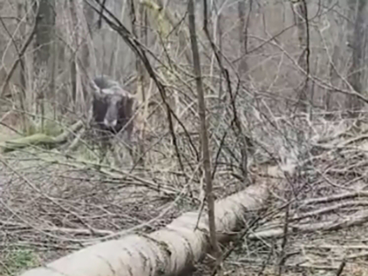 Под Малоярославцем лося спасли от браконьеров