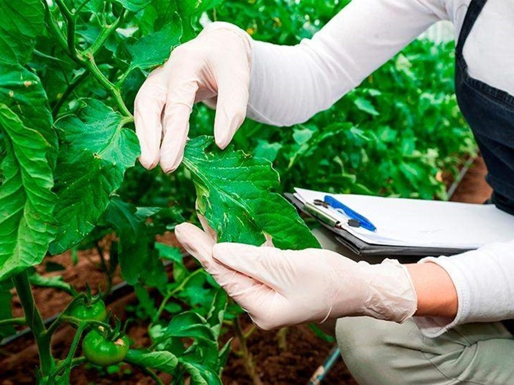 Россельхознадзор выявил сотни нарушений при ввозе продукции из стран ЕАЭС