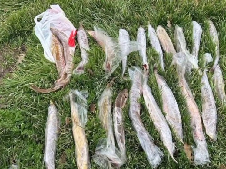 Жителя Калмыкии подозревают в браконьерстве