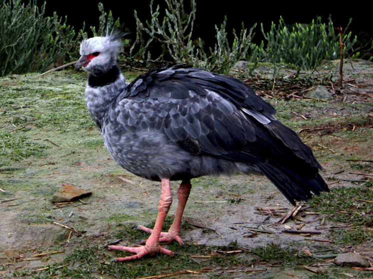 Новые птицы, поселившиеся в зоопарке, отличаются громким криком и невкусным мясом