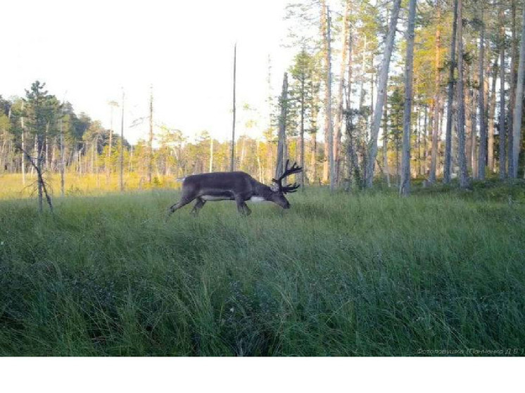Петицию по защите леса в Максимъярви предлагают подписать экоактивисты