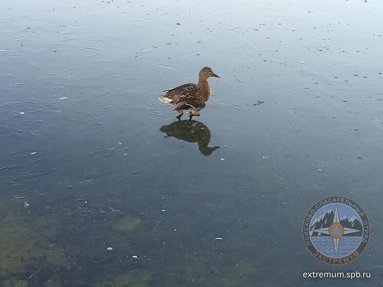 В Петербурге началась гибель водоплавающих птиц из-за примерзания к льду