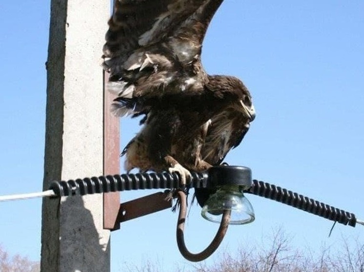 В Калмыкии установили рекордное число устройств для защиты птиц на энергосистемах