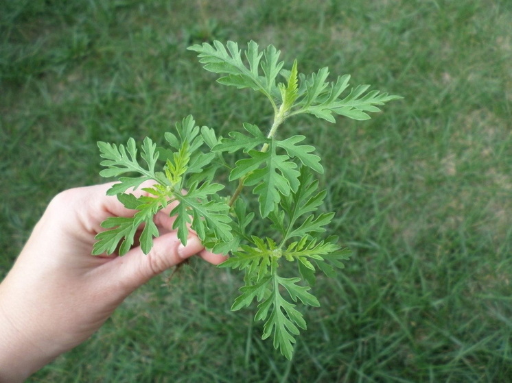 Под окнами пятиэтажки в Йошкар-Оле установили карантин из-за сорняка