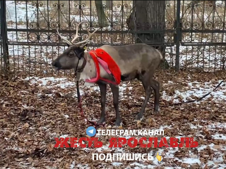 В Ярославле хозяева потеряли северного оленя.