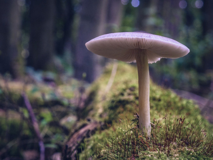 Российские учёные обнаружили на новгородской иконе XVI века гриб-разрушитель