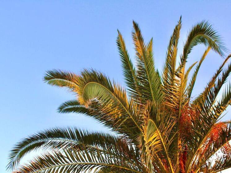 Компании начинают сверять графики и распределять отпуска на будущий год, а многие россияне пытаются понять, в какой месяц выгоднее уйти на отдых. Для кого-то важнее максимальные отпускные, для других — возможность получить как можно больше свободных дней за минимальный расход из отпускного баланса. Разобраться в нюансах помогла руководитель отдела по кадровому администрированию Coleman Group Софья Повзикова.