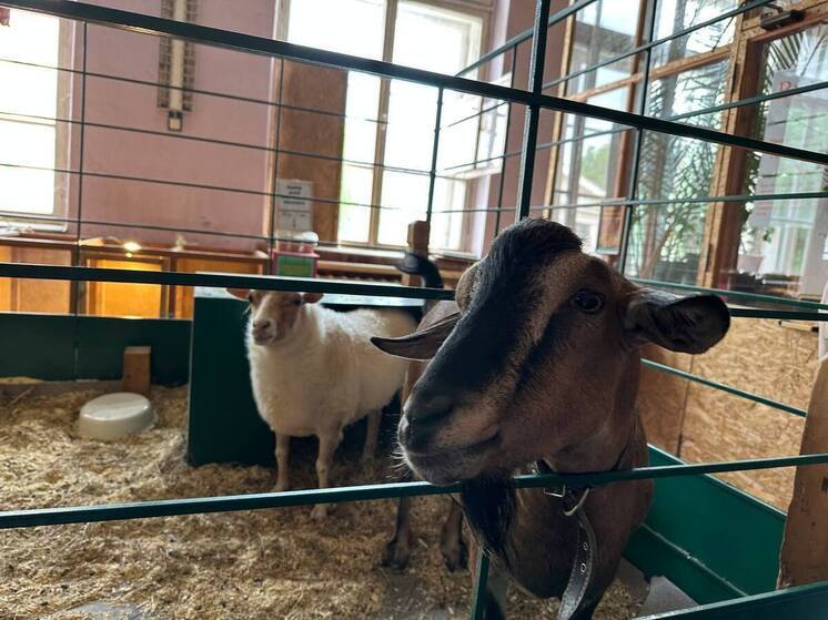 В Гвардейском районе козы и овцы ушли в «самоволку»