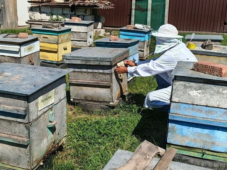 Пасечников Иркутской области познакомили с новыми ветеринарными правилами