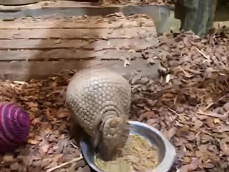 Шаровидный броненосец вернулся в Ленинградский зоопарк после московских каникул