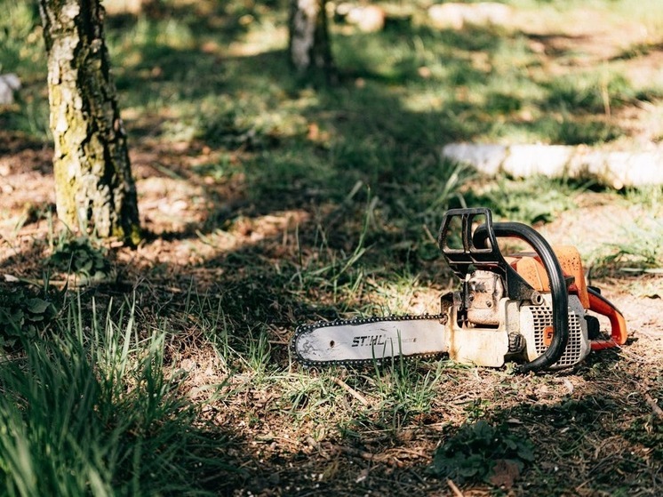 В лесах Дагестана выявили 26 случаев незаконной рубки на сумму 153 млн рублей