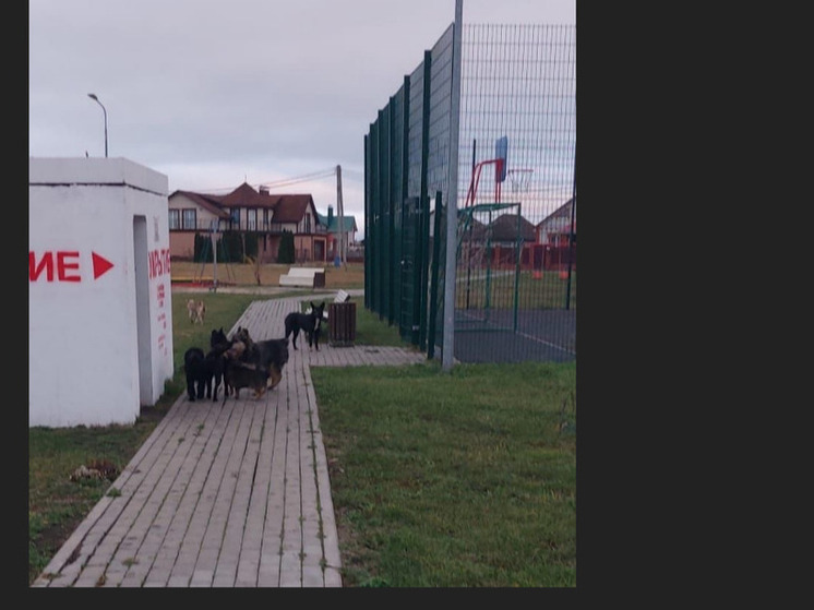 Белгородка пожаловалась на агрессивную стаю собак в Новосадовом 16/2