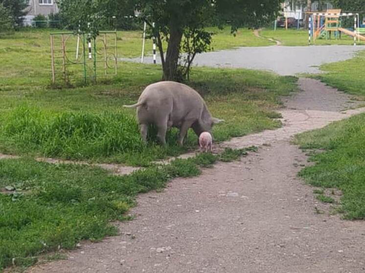 Гуляющих по Ревде свиней изымут у «Ташкента» и передадут новому хозяину