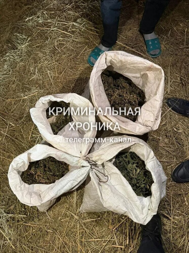 Более 6,5 кг марихуаны обнаружили у жителя Дагестана