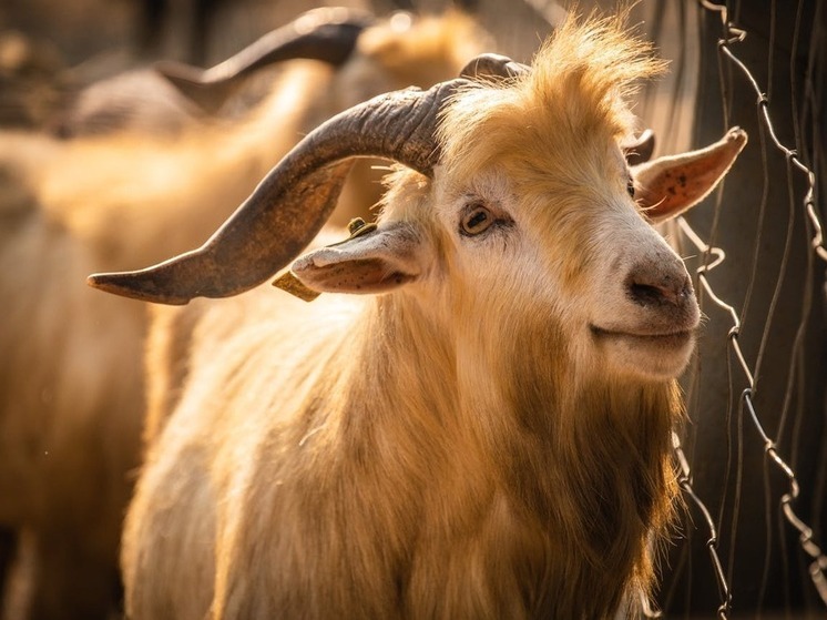 Россельхознадзор Дагестана подал в суд на фермеров за нарушение ветеринарных правил