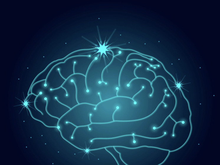 Кембриджский университет: мозг человека достигает «взрослой» фазы к 32 годам