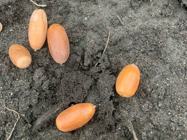 В Новооскольском питомнике Валуйского лесхоза прошел высев желудя