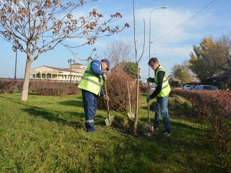 В Астрахани массово высадили взрослые деревья и кустарники