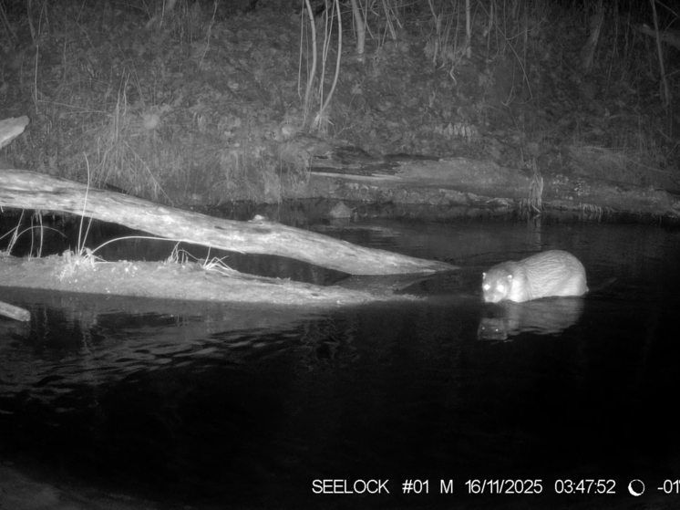 Выдру с хорошим аппетитом приметили в калужском заповеднике
