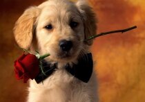 Дни рождения 26 ноября