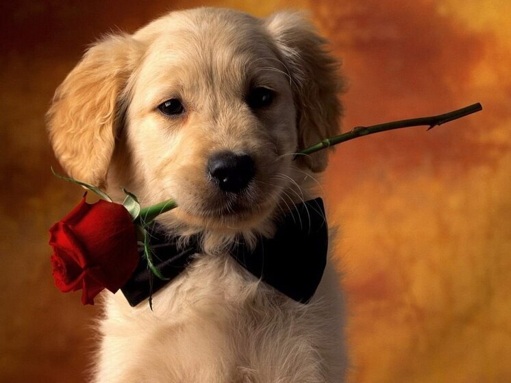 Дни рождения 26 ноября