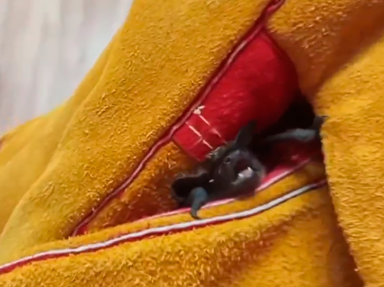 Липецкие спасатели на страже спокойствия горожан от летучих мышей