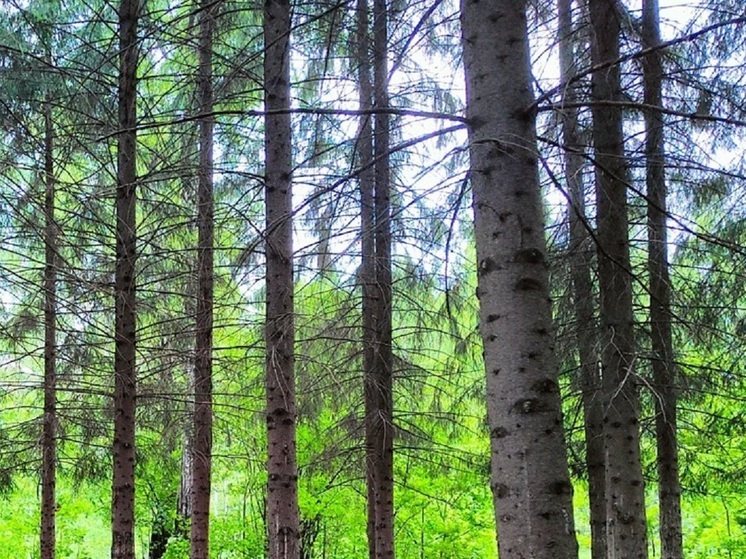 Прокурорская проверка вернула земельные участки в распоряжение муниципалитета «Города Магадана»