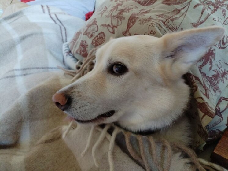 Новгородцев предупредили о штрафе за отказ зарегистрировать свою собаку