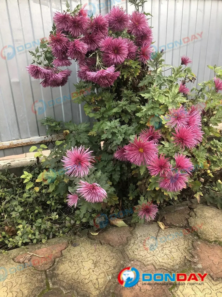 В преддверии зимы в Ростове неожиданно распустились хризантемы