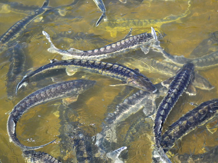 В Астраханской области открылась новая ферма по выращиванию осетровых рыб