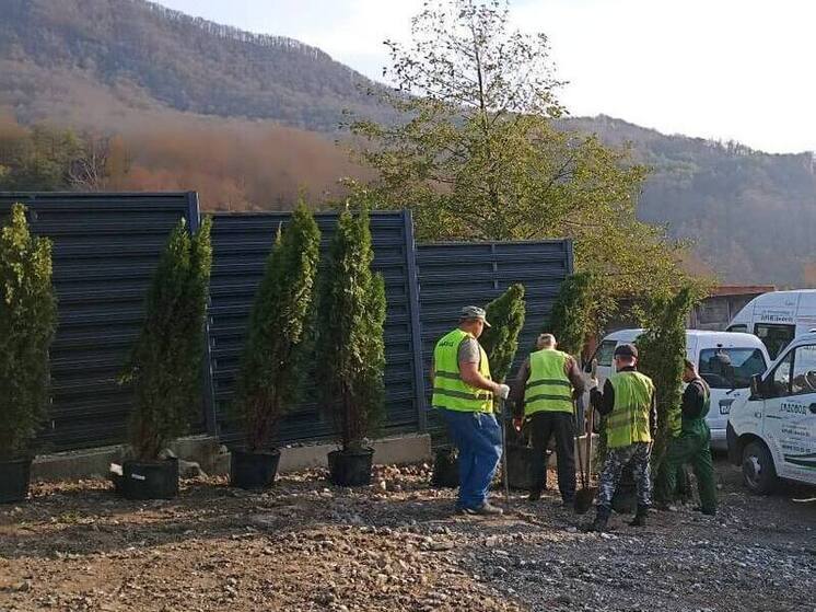 В Адлерском районе Сочи высадили свыше сотни деревьев