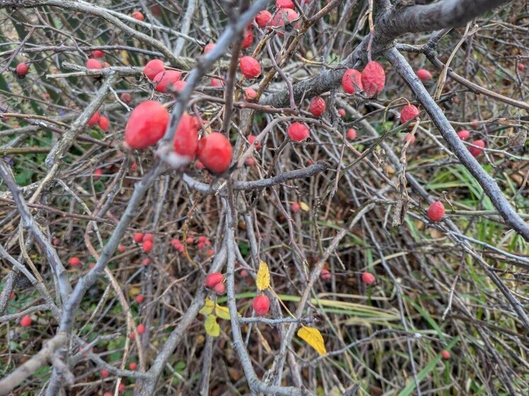 «Бодрящим» прогнозом погоды на 26 ноября поделились воронежские синоптики
