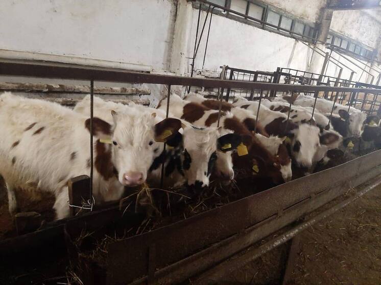 В Белоярском районе зафиксирован уверенный рост показателей сельского хозяйства