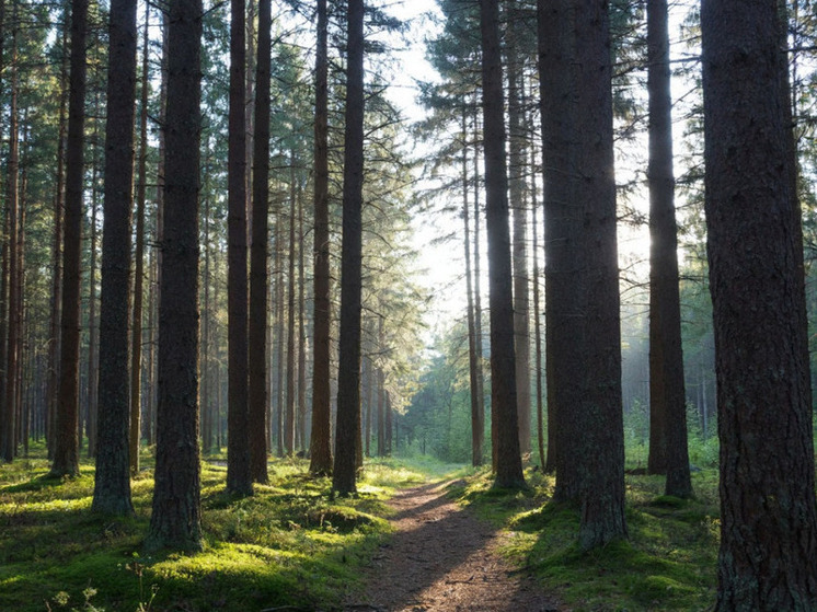 В Сорокинском районе близятся к завершению санитарные рубки
