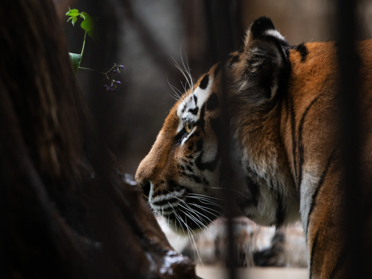 Фермеры Приморского края обнаружили 40 растерзанных неизвестным хищником баранов
