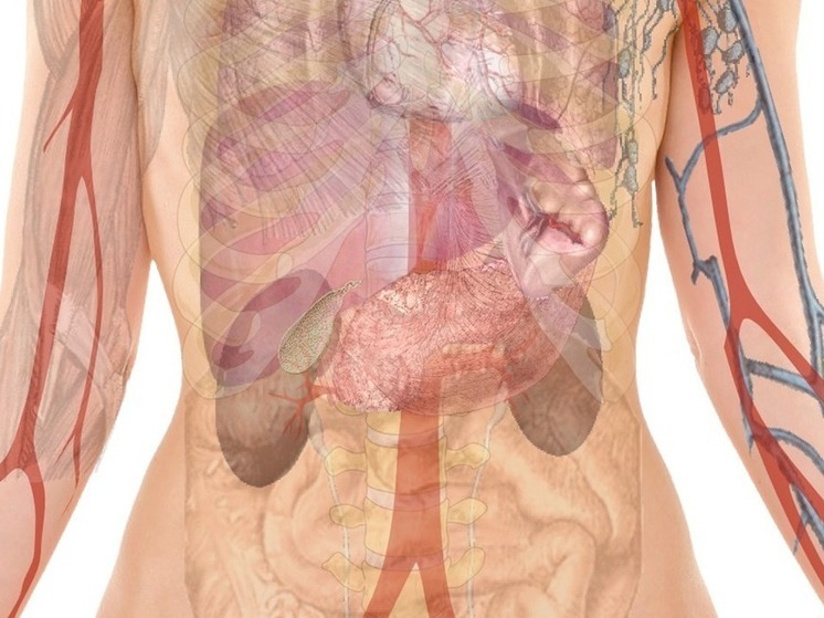 Врач предупредила новосибирцев об опасности жирового гепатоза