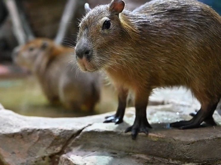 Две капибары поселились в океанариуме Воронежа