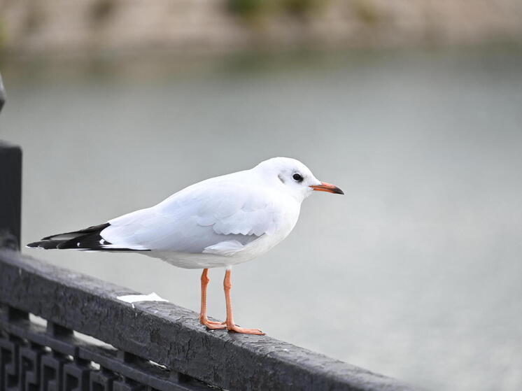 Приметы на Златоуст: что нельзя делать 26 ноября 2025 года