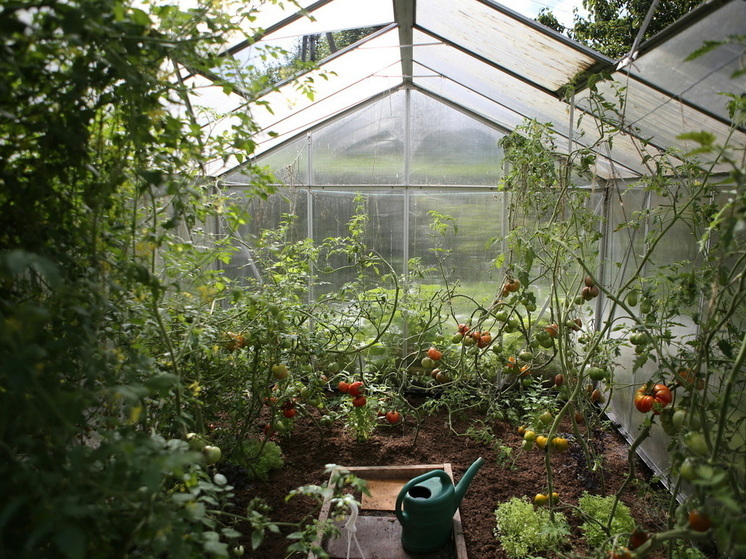 Села, посчитала урожайность и поняла: эти сорта томатов исключаю из своего списка посадок - в следующем сезоне таких ошибок не допущу