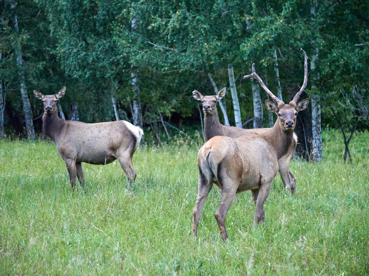 Численность диких копытных в Новосибирской области продолжает расти