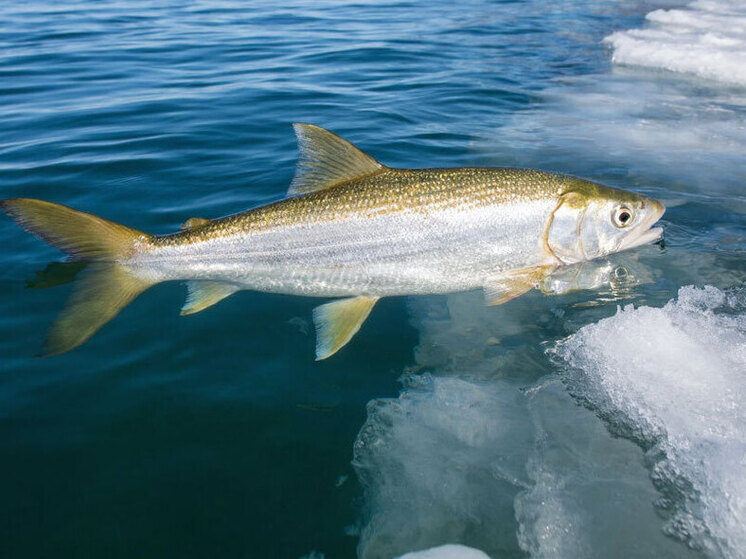 Более 1,5 тонн незаконно добытого байкальского омуля изъяли правоохранители в Бурятии