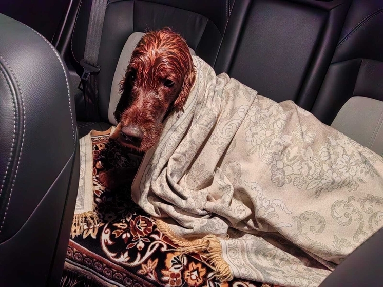 В Архангельске спасли собаку, провалившуюся под лёд