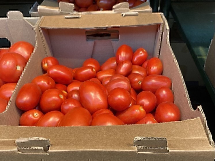 Губернатор: в 2025 году белгородские овощеводы собрали больше урожая, чем в прошлом году