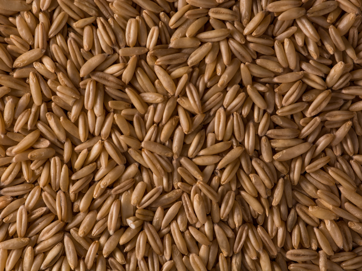 Первая партия красноярской пшеницы отправлена во Вьетнам