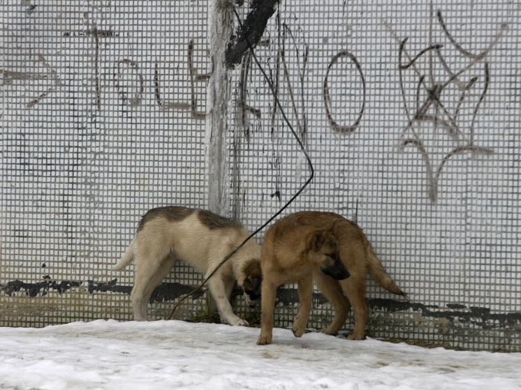 Очередное нападение бродячих псов в Иркутске: пострадал ребёнок